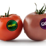 GMO-organic