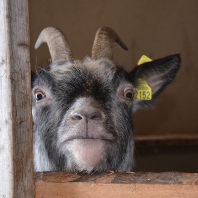 Getterna sluter kretslopp…